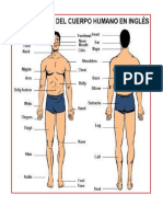 Cuerpo Humano en Ingles