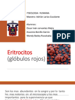 Eritrocitos Globulos Rojos 150421082201 Conversion Gate01