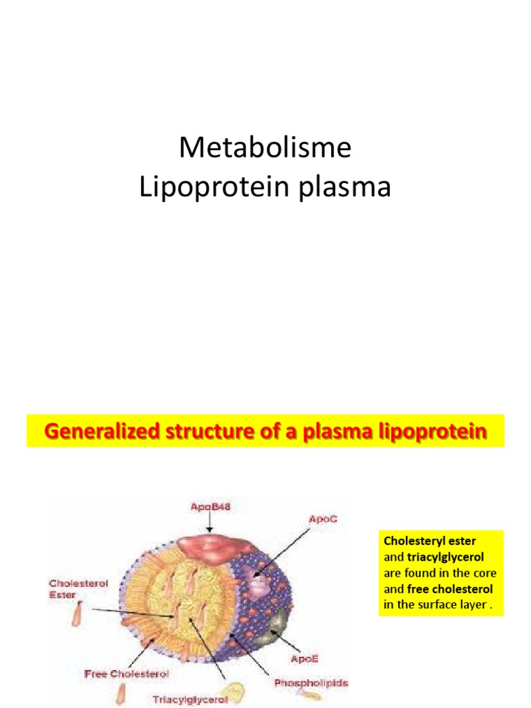 Metabolisme Lipoprotein Modul 2.2 | PDF | Lipoprotein | High Density ...