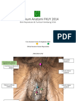 Anatomi Reproduksi 2014