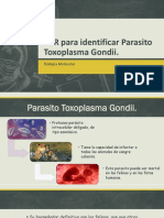 PCR para Identificar Parasito Toxoplasma Gondii