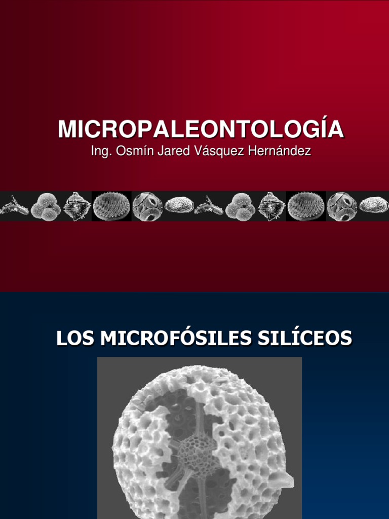 Los Microfósiles Silíceos | Biología | Organismos