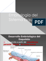 Embriologiadeldesarrollodelesqueleto 110917111905 Phpapp01
