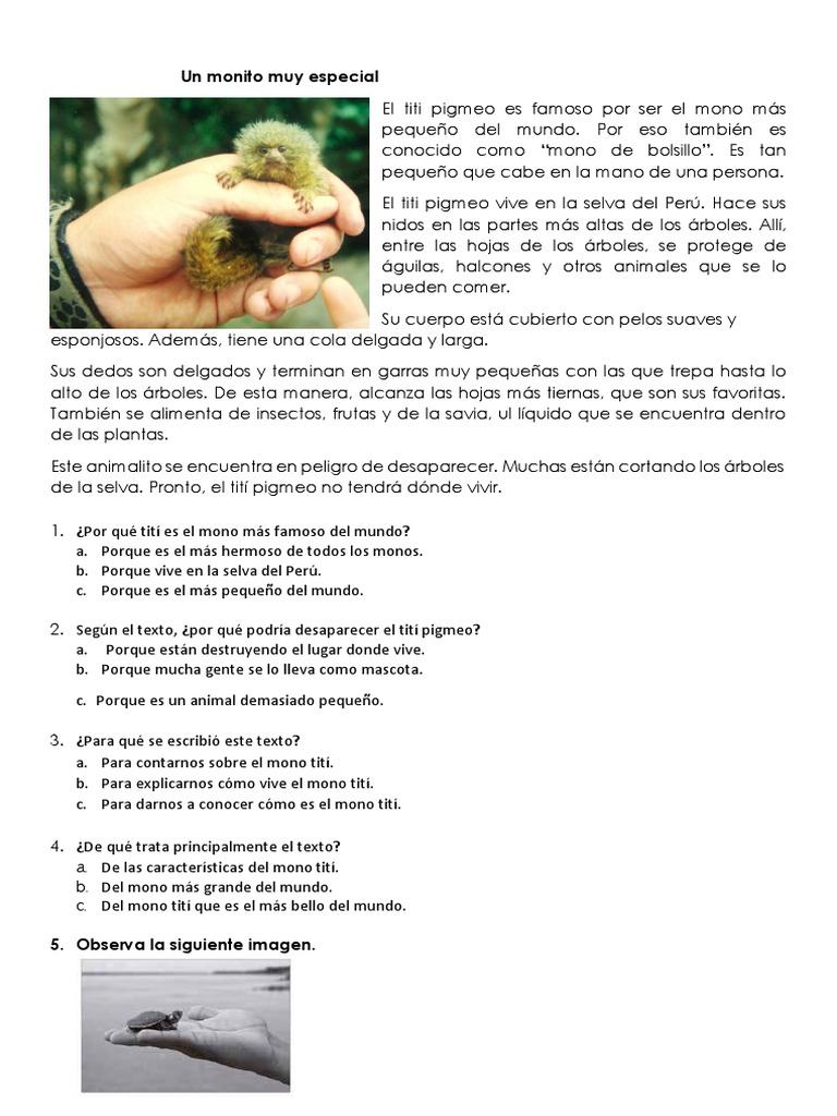 El tití pigmeo: el mono de bolsillo | PDF | Arboles | Selva, image size:768x1024