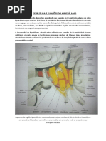 ESTRUTURA E FUNÇÕES DO HIPOTÁLAMO.docx