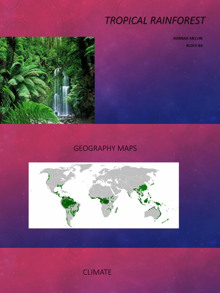 Tropical Rainforest Overview for Kids | PDF