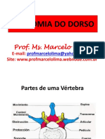 Anatomia da Coluna Vertebral