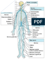 Sistema Nervioso Periferico 1 PDF