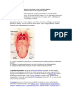 Describa La Funcion de Los Organos de La Cavidad Oral en La Fisiologia Digestiva