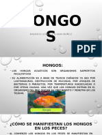 hongos