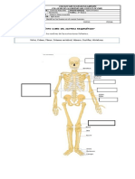 Guía Sistema Oseo imprimir.docx