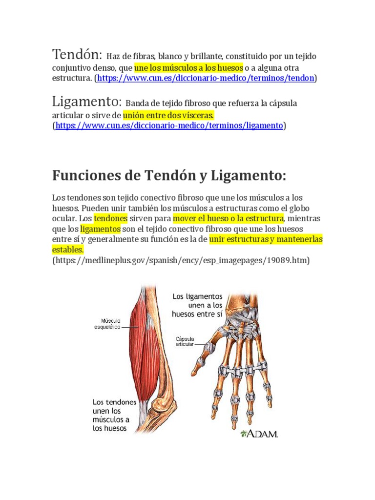 Tendón,Ligamento Y Fascia | Tejido conjuntivo | Tendón