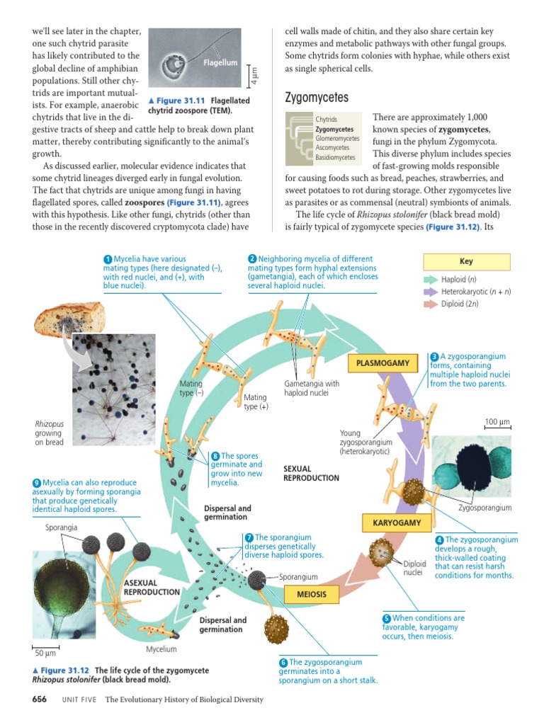Fungi | PDF | Fungus | Spore