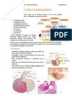 Sistema Endocrino