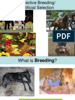 Selective Breeding PPT 3