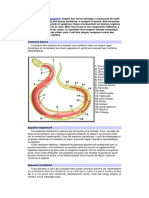 anatomie de serpent.docx