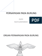 Pernapasan Pada Burung