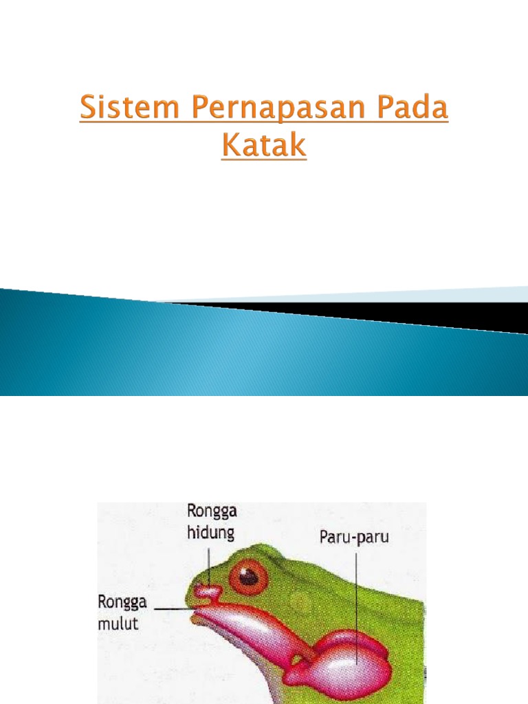 Sistem Pernapasan Pada Katak  Sistem Pernapasan Pada Katak