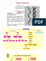 Acidos Nucleicos y Carbohidratos Si