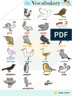 Bird Vocabulary