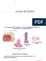 Absorción de Lipidos