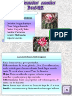 Revista Ilustrada Plantas Medicinales. Parte II