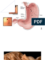 Digestive System Images.docx