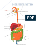 Human Digestive System Poster