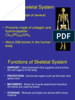 Skeletal System: Bones, Joints, and Homeostasis