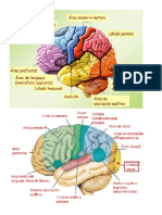 Cuáles Son Las Partes y Funciones Principales Del Cerebro