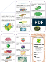 Orgánulos de La Célula Vegetal - Triptico