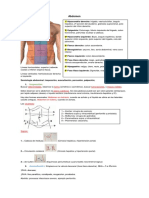 Semiología Básica Del Abdomen