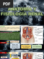 Anatomia y Fisiologia Renal