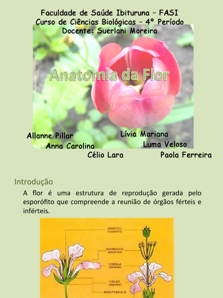 Morfologia e Anatomia Floral em Plantas | PDF | Flores | Horticultura e ...