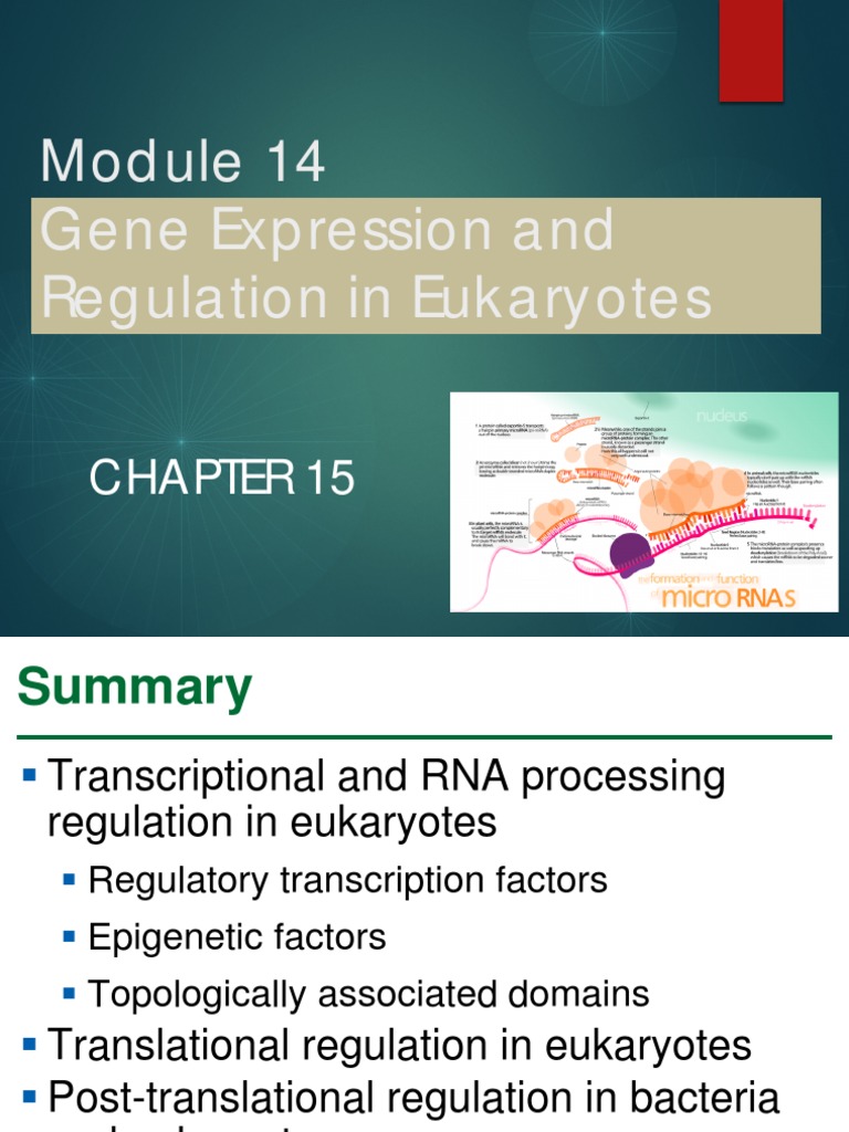 Eukaryotic Gene Regulation Overview | PDF | Rna Interference ...