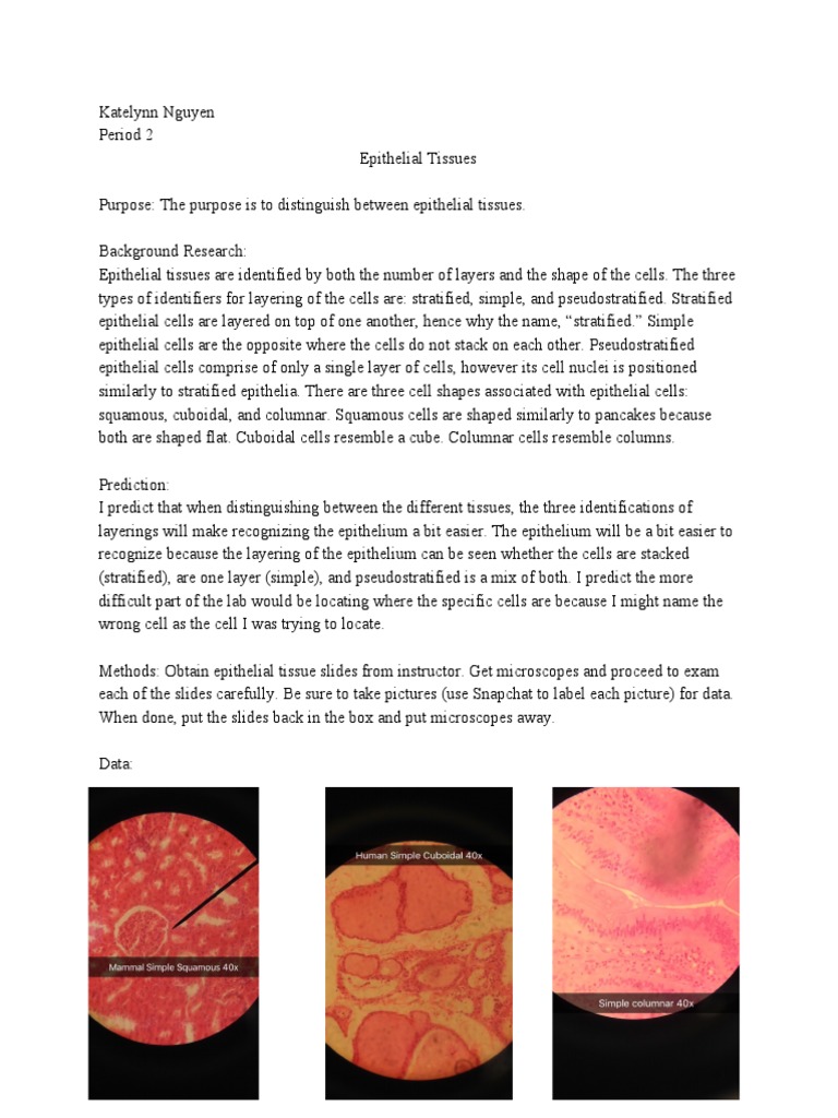 Lab 3 Epithelial Tissues | PDF | Epithelium | Histology