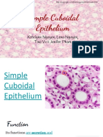 Simple Cuboidal Epithelium