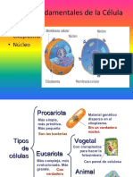 Imagenes Celulas