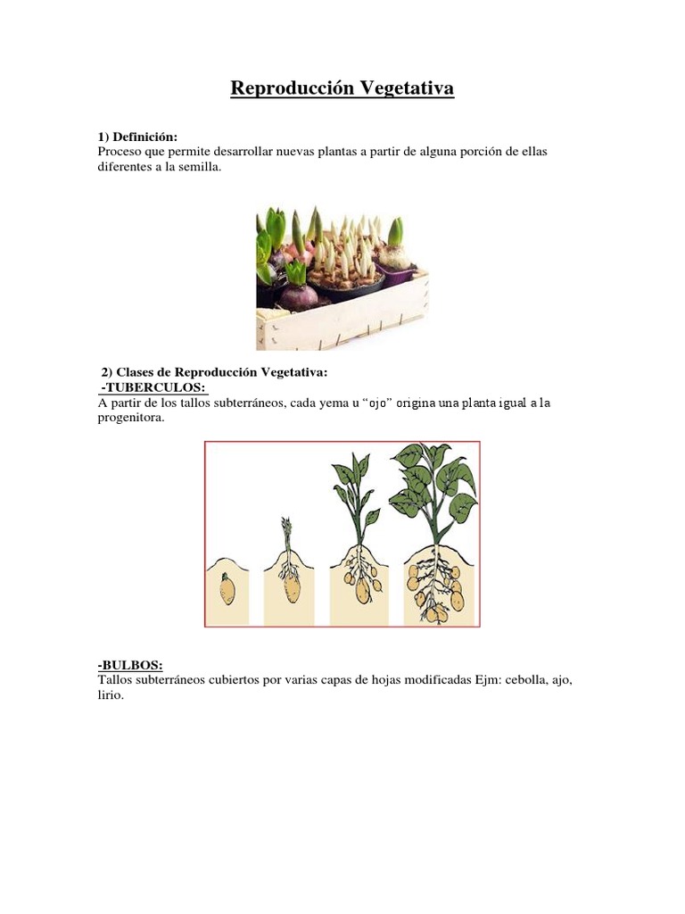 Reproducción Vegetativa