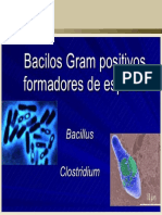 BACTERIOLOGIA Bacillus Clostridium