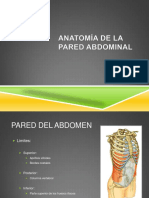 Anatomia 20de 20la 20pared 20abdominal 130904165907