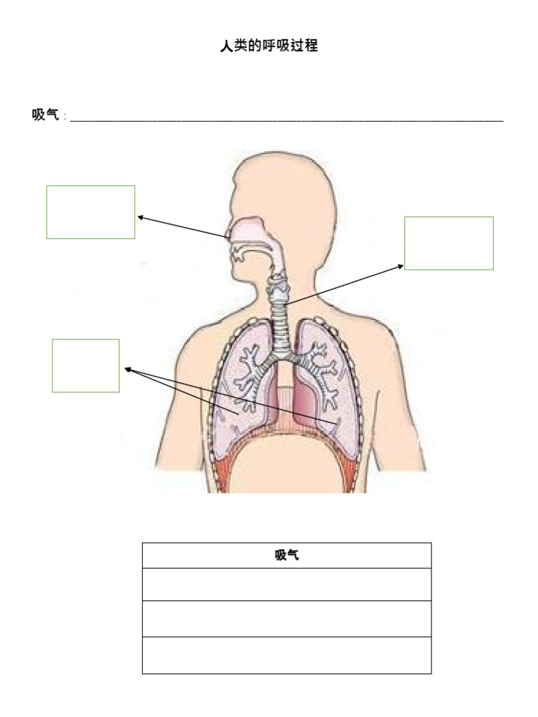 呼吸器官 Pdf