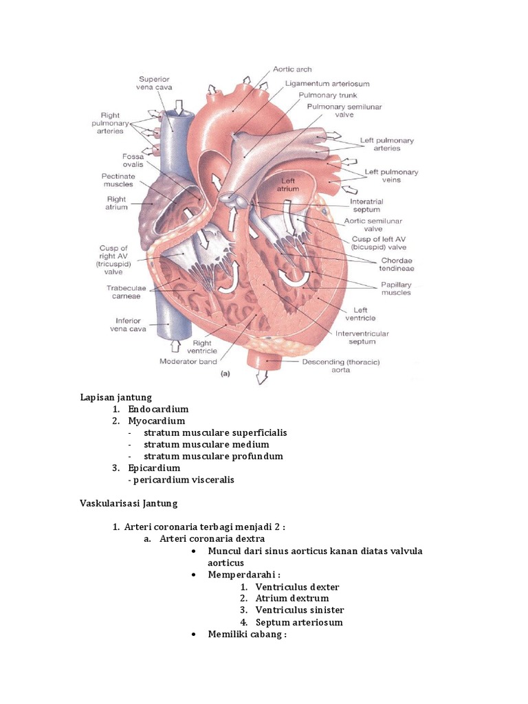 Anatomi Jantung | PDF