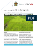 Rice Farming-Back To Traditional Practice