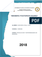 Miembro Posterior Equino