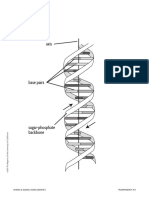 DNA Structure: Science & Global Issues/Genetics Transparency 10.1