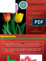 tulipan2terminada-111121031444-phpapp01