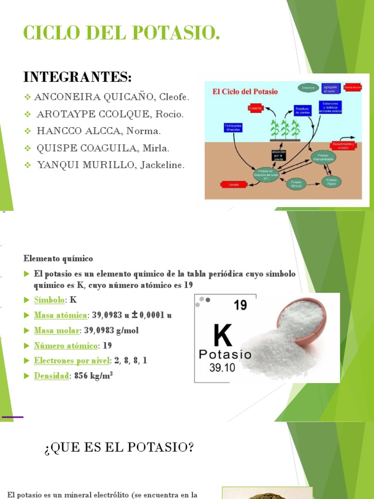 Ciclo Del Potasio-Exposiciones | PDF | Potasio | Dieta y nutrición
