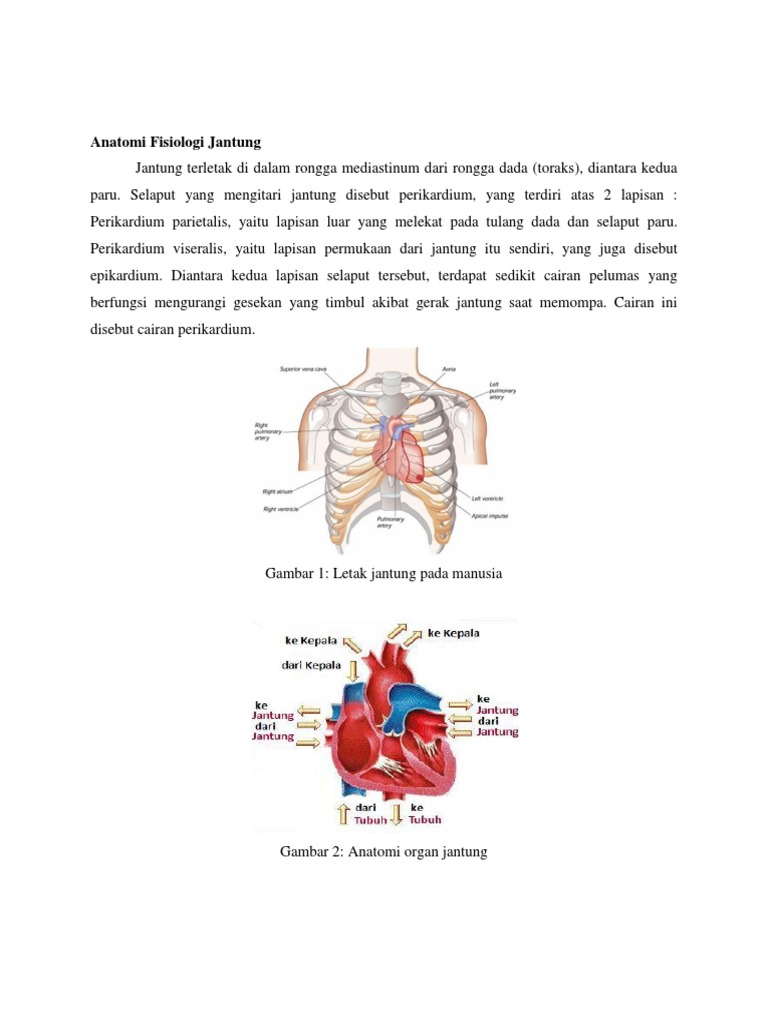 Anatomi Fisiologi Jantung Anatomi Fisiologi Jantung