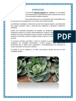 Brassica Oleracea Var Capitata - Huaman Salazar